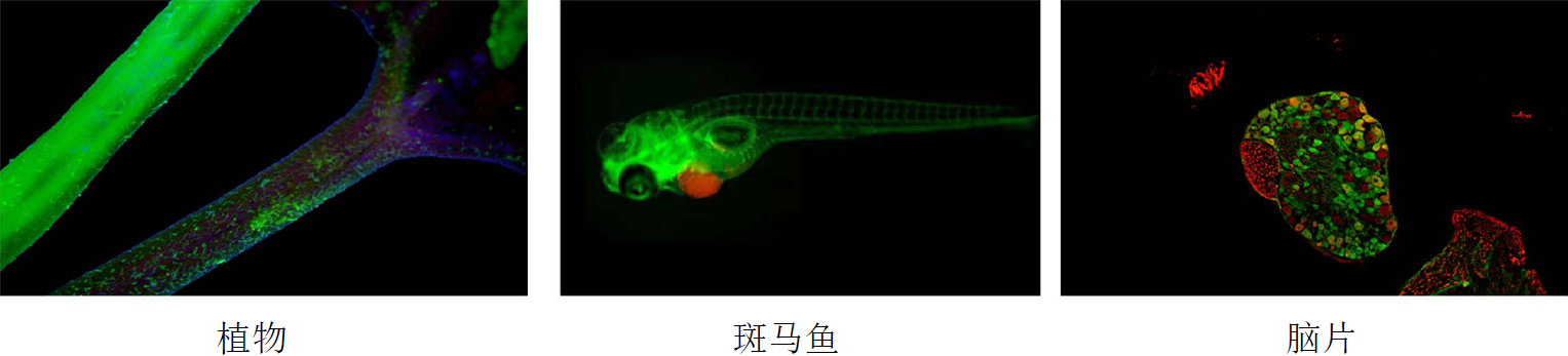 多種運用：.png